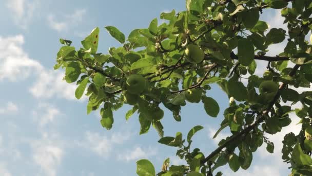 Hermosas manzanas maduran en el árbol contra el cielo azul. Manzanas verdes en la rama. fruta orgánica. negocio agrícola. Manzanas en el árbol . — Vídeos de Stock