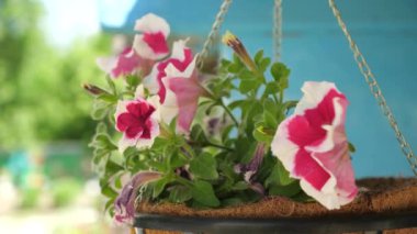 Güzel çiçekler parkta baharda çiçek. Beyaz-kırmızı Petunya yaz sezonunda bir çiçeğin içinde çiçek açar. Close. Çiçek işi. Çiçeklerle dolu rahat bir avlu. Yavaş hareket
