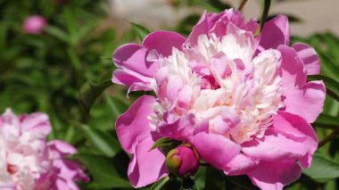 Kırmızı güzel çiçekler Peonies bahçede bahar Rüzgar sallıyor. Güzel çiçekler Bahar üzerinde bir flowerbed Paeonia lactiflora çiçek. Çiçek iş kavramı. yakın çekim