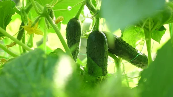 fresh cucumbers grown in open ground. plantation of cucumbers. Growing cucumbers in greenhouses. green cucumbers grow on a bush. garden business. flowering cucumber. environmentally friendly.