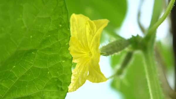 blooming cucumber. garden business. yellow flowers of cucumbers bloom on the bush. flowering cucumbers grown in open ground. plantation of cucumbers. Growing cucumbers in greenhouses.