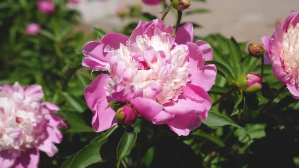 Vackra blommor blommar Paeonia lactiflora våren på en blomsterrabatt. Blomma affärsidé. närbild. Röda vackra blommor pioner skakar vinden under våren i trädgården. — Stockvideo