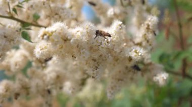böcekler bir dalda sarı çiçek açan gelen nektar çiçek toplamak. Ağır çekim. Arı nektarı toplamak ve bir ağaç dalı çiçekler tozlaşmak. yakın çekim. Bahar bahçe çiçek tomurcukları ağaçlar üzerinde çiçek.