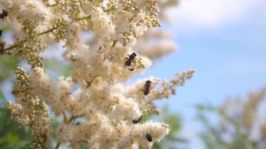 Arı nektarı toplamak ve bir ağaç dalı çiçekler tozlaşmak. çeşitli böcekler bir dalda sarı çiçek açan gelen nektar çiçek toplamak. yakın çekim. Ağır çekim.