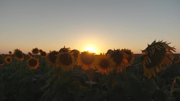 Bio-Ernte Sonnenblumen. schöne Sonnenblumenblüten auf einem Feld in den Strahlen eines schönen Sonnenaufgangs. Nahaufnahme. landwirtschaftliches Geschäftskonzept. — Stockvideo