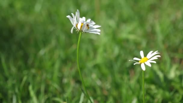 白いデイジーの花は夏の野風にぶら下げます。フィトセラピー。夏の芝生の上に美しいヒナギク咲きます。花ビジネス コンセプトです。クローズ アップ. — ストック動画