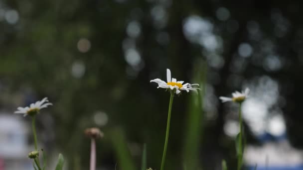 Krásné sedmikrásky kvetou v létě na trávníku. bílé květy sedmikráska klátit větru letní pole. Fytoterapie. Květinový koncept podnikání. Closeup.