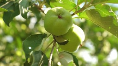 elma bahçesi yaz aylarında. Elma ağacı üzerinde. yakın çekim. Yeşil elma dalı. güzel elma ağaca olgunlaşır. tarıma dayalı işletme. organik meyve®.