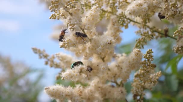 Bienen sammeln Honig aus Blumen im Garten. Bienen fliegen auf weißen Blüten ein und sammeln Nektar. Zeitlupe. verschiedene Insekten bestäuben blühende gelb-weiße Blüten an einem Zweig. Nahaufnahme. Bienenflug. — Stockvideo
