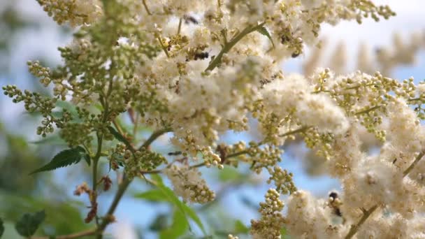 Bienenflug. verschiedene Insekten bestäuben blühende gelb-weiße Blüten an einem Zweig. Nahaufnahme. Bienen sammeln Honig aus Blumen im Garten. Bienen fliegen auf weißen Blüten ein und sammeln Nektar. Zeitlupe. — Stockvideo