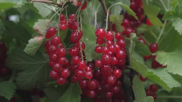 Colheita de groselha vermelha. saborosa baga no ramo. bagas orgânicas. Ribes rubrum. Groselhas suculentas vermelhas maduras no jardim, uma grande groselha doce . — Vídeo de Stock