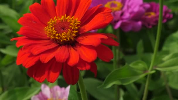 Beautiful flower garden blooms in spring. close-up. Beautiful flowers zinnia bloom in the garden. flower business. multi colored flowers in the park in summer. — Stock Video