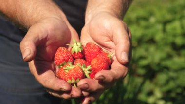 Erkek el kırmızı çilek elinde gösterir. Çiftçi olgun berry toplar. Bahçıvan palm lezzetli çilek yaz aylarında bahçede gösterir. yakın çekim