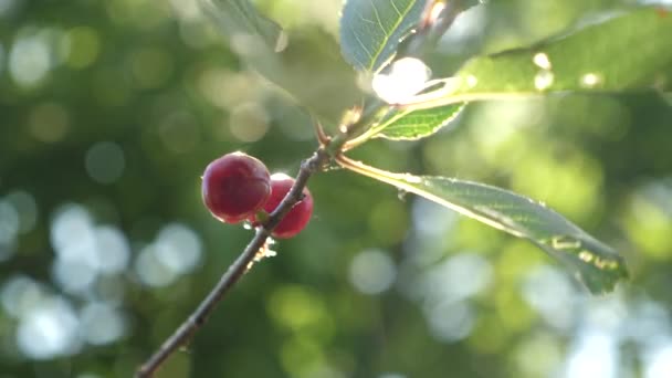 Hermosa llamarada de sol en la cereza madura después de la lluvia. Cereza roja en una rama de árbol con un par de deliciosas bayas. Primer plano. huerto de cerezos con bayas rojas maduras en verano . — Vídeos de Stock