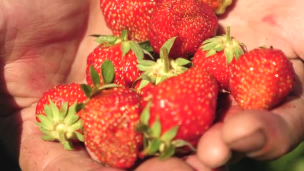 A gazdálkodó a tenyere egy piros eper közelről mutatja. Kertész gyűjti az érett bogyó. Gazdálkodók palm mutatja finom eper, nyáron a kertben. — Stock videók