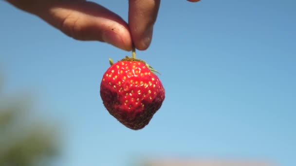 Un contadino mostra fragole rosse con un piano ritagliato contro un cielo blu. giardiniere raccoglie bacca matura. il contadino mostra deliziose fragole in estate in giardino . — Video Stock