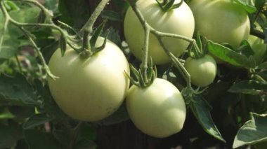 yeşil domates bir şube üzerinde asılı, yakın çekim. bir çiftçi tarlasında olgunlaşmamış domates. Serada domates fabrikasının fetus. Tarımsal iş