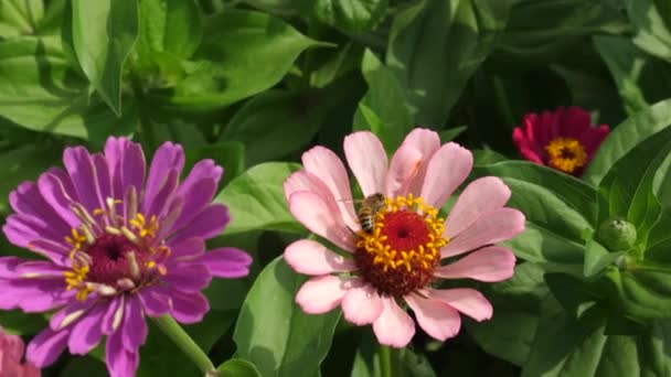 Μέλισσα συλλέγει νέκταρ από ένα λουλούδι στον κήπο την άνοιξη, το καλοκαίρι. πολύχρωμα λουλούδια στο πάρκο. Όμορφα λουλούδια Ζίννια ανθίζουν στον κήπο. δουλειά με λουλούδια. όμορφα λουλούδια κήπος ανθίζει θερμοκήπιο — Αρχείο Βίντεο