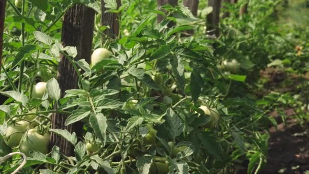 Zielone pomidory zawieszają się na gałęzi. Fetus roślin pomidora w szklarni. działalności rolniczej. niedojrzałe pomidory na plantacji gospodarstw rolnych wiosną, lato zbliżenie. — Wideo stockowe