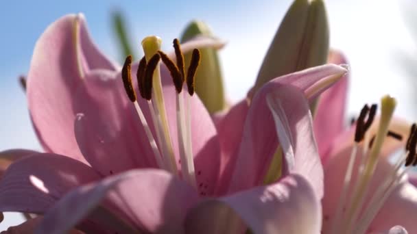 Giglio giardino rosa fiorisce nel giardino estivo. primo piano. Affari di fiori. Bellissimi fiori fioriscono in primavera nel parco . — Video Stock