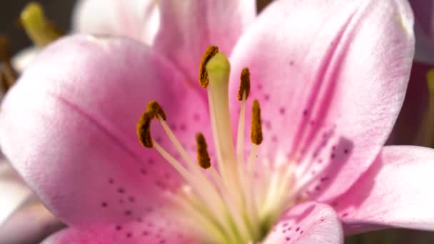 Bud of a beautiful flower with pistils and stamens close-up. Pink garden lily blooms in the summer garden. close-up. Flower business. Beautiful flowers bloom in spring in the park. — Stock Video