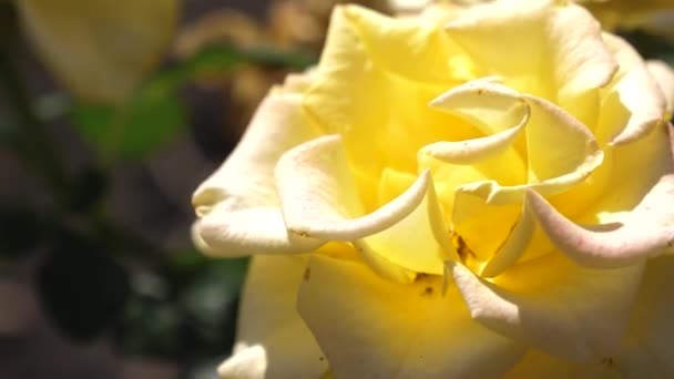 Brote de una hermosa flor amarilla, primer plano. Hermosas rosas amarillas florecen en verano en el jardín. Primer plano. Concepto de negocio de flores. Hermosas flores florecen en primavera en el parque . — Vídeos de Stock