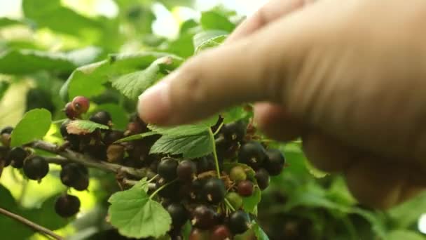 Die Ernte der schwarzen Johannisbeere wird von einem Bauern gesammelt. Hand pflückt reife schwarze Johannisbeeren. Nahaufnahme. große Beere von süßen Johannisbeeren im Garten. leckere Beeren auf dem Zweig. — Stockvideo