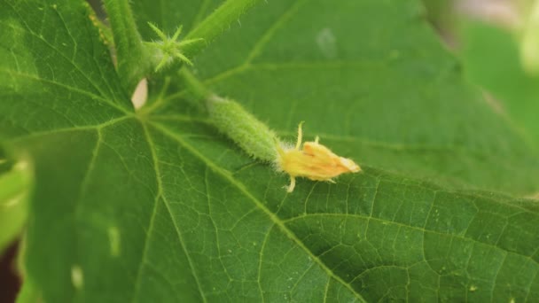 Cultiver des concombres dans des serres. jardinage. écologiquement propre. concombre en fleurs. concombre pousse sur un buisson fleuri. concombres frais cultivés en plein champ. plantation de concombres .