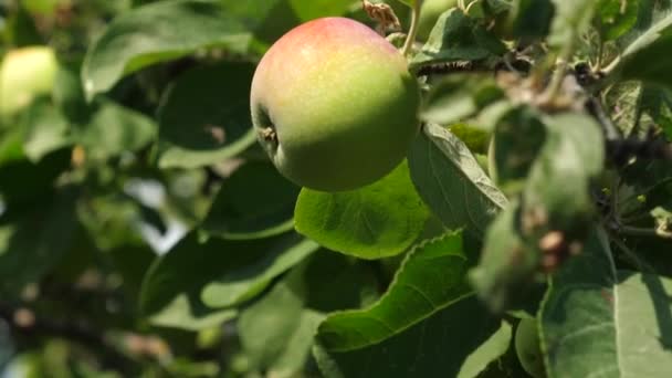 Manzanas verdes en el árbol. fruta orgánica. hermosas manzanas maduran en una rama en los rayos del sol. negocio agrícola. Manzanas en el árbol . — Vídeo de stock