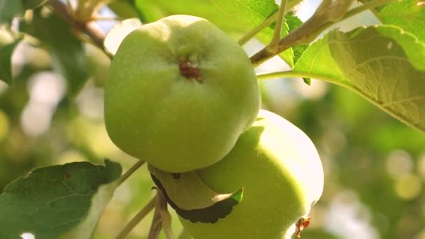 Jablka na stromě. detail. Zelená jablka na větvi. krásná jablka dozrávají na stromě. zemědělské podnikání. Bio ovoce. — Stock video