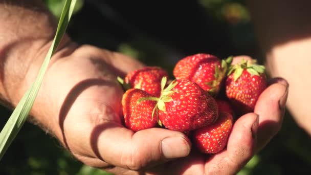 Ein Mann nimmt eine rote Erdbeere von einem Strauch und legt sie in seine Handfläche. ein Bauer erntet eine reife Beere. Gärtner sammeln Erdbeeren im Sommer per Hand im Garten. leckeres Erdbeerdessert — Stockvideo