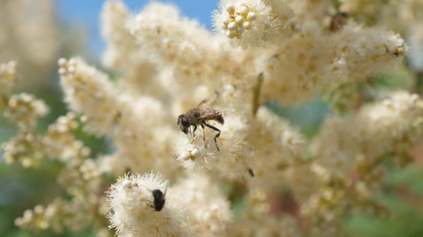 Abeille gros plan recueillir nectar et polliniser les fleurs sur une branche d'arbre. les insectes recueillent le nectar des fleurs jaunes en fleurs sur une branche. Au ralenti. les fleurs du jardin de printemps fleurissent sur les arbres, les bourgeons . — Video