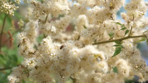 Insecten verzamelen nectar uit blooming gele bloemen op een tak. Close-up. Slow-motion. bijen nectar verzamelen en bestuiven bloemen op een boomtak. Lente tuin bloemen op bomen, knoppen bloeien. — Stockvideo