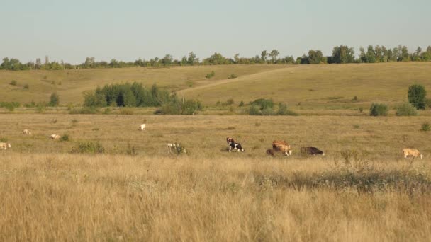 Корови пасуться на пасовищах. Концепція молочного бізнесу. худоба на лузі. Концепція екологічного розведення худоби в сільському господарстві . — стокове відео