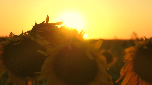 Campo de girasol en flor en los rayos de una hermosa puesta de sol. Primer plano. cultivo ecológicamente limpio de girasol. concepto de negocio agrícola. cosecha ecológica girasol . — Vídeos de Stock