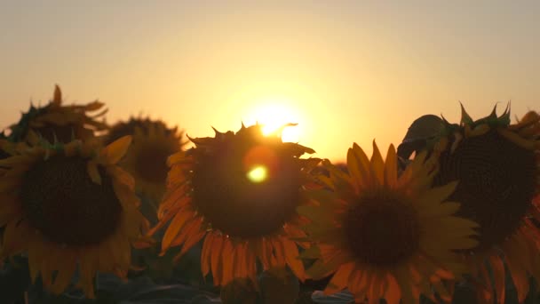 Piękny kwitnący Słonecznikowe pole w promieniach piękny wschód słońca. szczelnie-do góry. ekologicznie czyste słonecznika. koncepcja działalności rolniczej. Słonecznik zbiorów ekologicznych. — Wideo stockowe