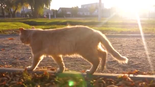 Η γάτα περπατά μέσα από το πάρκο στις ακτίνες του ήλιου που δύει. Κατοικίδια ζώα. μια όμορφη γάτα περπατά κατά μήκος ενός μονοπατιού στις ακτίνες του ήλιου. — Αρχείο Βίντεο