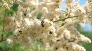 Arı yakın çekim nektarı toplamak ve bir ağaç dalı çiçekler tozlaşmak. böcekler bir dalda sarı çiçek açan gelen nektar çiçek toplamak. Ağır çekim. Bahar bahçe çiçek tomurcukları ağaçlar üzerinde çiçek.