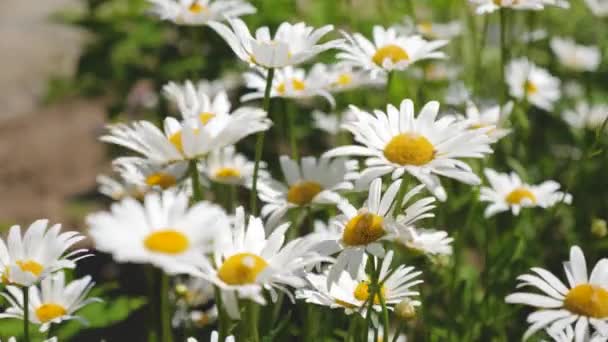 Prachtige daisy bloemen in het voorjaar op de weide. witte bloemen schudt de wind in de summerfield. Close-up — Stockvideo