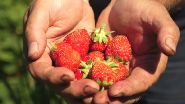 Erkek el elinde kırmızı çilek gösterir. çiftçi olgun Berry toplar. Close. çevre dostu çilek. Bahçıvan palmiye bahçede yaz lezzetli çilek gösterir.