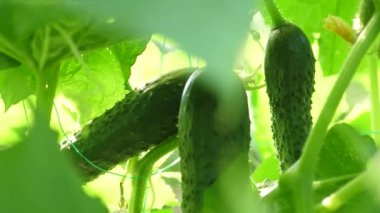 açık alanda yetiştirilen taze salatalık. Plantation salatalık. Seralarda salatalık büyüyen. Yeşil salatalık bir çalı büyümek. Bahçe iş. çiçekli salatalık. Çevre Dostu.