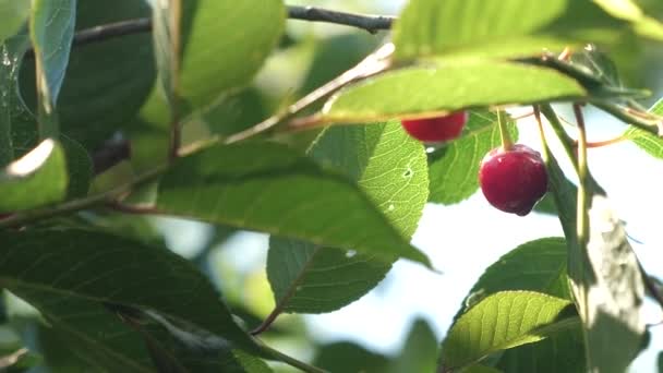 Cereza roja en la rama del árbol con un par de deliciosas bayas, Primer plano. huerto de cerezos con bayas rojas maduras en verano. cerezo después de una lluvia, gotas de agua en una cereza roja brillan en los rayos del sol . — Vídeos de Stock