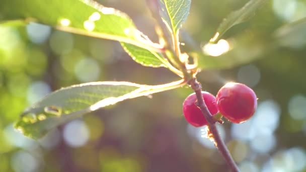 Cereja vermelha em um galho de árvore com um par de bagas deliciosas. Close-up. pomar de cereja com bagas vermelhas maduras no verão. bela erupção solar em cereja amadurecer após a chuva . — Vídeo de Stock