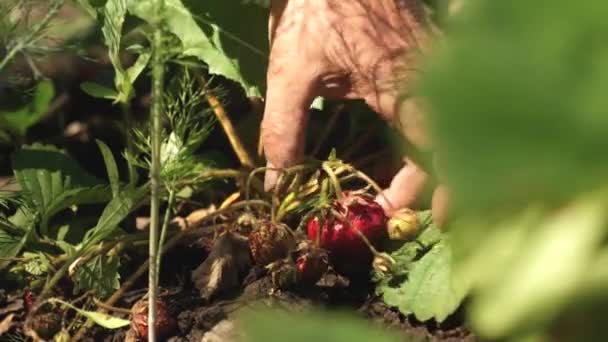 A mans hand tears a red strawberry from a bush. close-up. a farmer harvests a ripe berry. gardeners hand picked strawberries in summer in the garden. — Stock Video