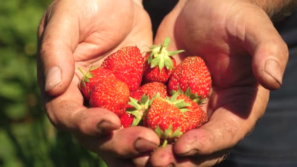 Mano maschile mostra fragole rosse nelle sue mani. contadino raccoglie bacche mature. primo piano. fragole ecologiche. palma da giardiniere mostra deliziose fragole in estate in giardino . — Video Stock