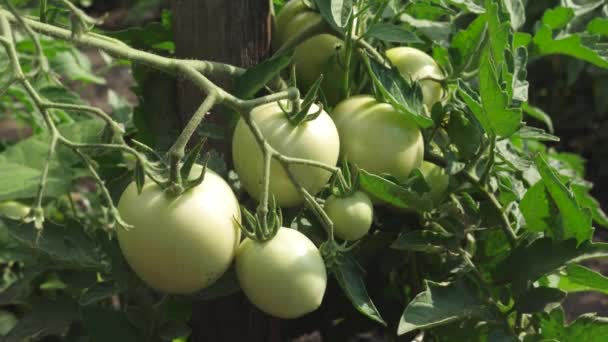 Gröna tomater mognar på en gren av en buske. omogna tomater på jordbrukare plantage närbild. Fetus av tomat växten i växthus. jordbruks företag — Stockvideo