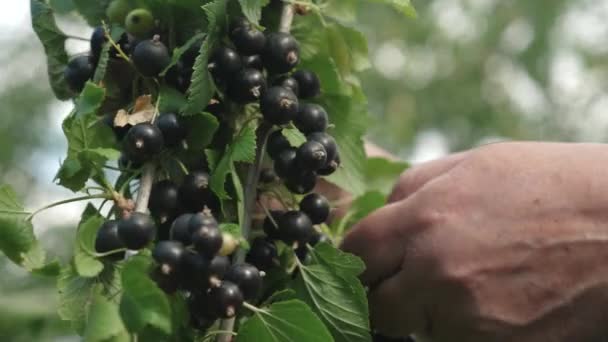 Hij zwarte bessen oogst wordt verzameld door een boer. zwarte rijpe sappige krenten in de tuin, een grote zoete BES BES. Smakelijke berry op de tak. — Stockvideo