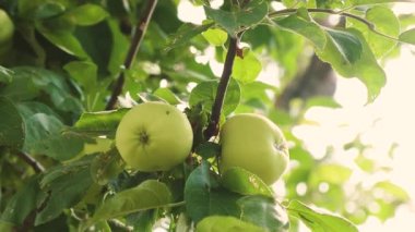 Elma ağacı üzerinde. yakın çekim. Yeşil elma dalı. güzel elma ağaca olgunlaşır. tarıma dayalı işletme. organik meyve®.