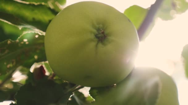 美しいりんごは、太陽の光の枝に熟します。農業ビジネス。ツリーの緑のリンゴ。有機フルーツ。木の上のりんご. — ストック動画