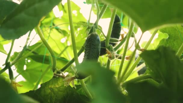 Pepinos frescos cultivados em campo aberto. plantação de pepinos. O pepino cresce em um arbusto florido. Cultivando pepinos em estufas. Negócios de jardinagem. pepino florescente. ecologicamente limpo . — Vídeo de Stock